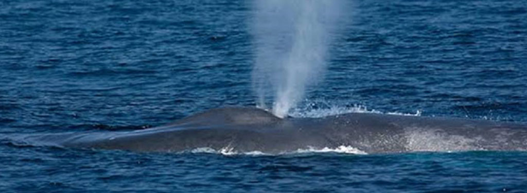 Profesor dari Undip dan Peneliti Alor Temukan Bukti Fenomena Upwelling di Lintasan Cetacea, Selat Alor