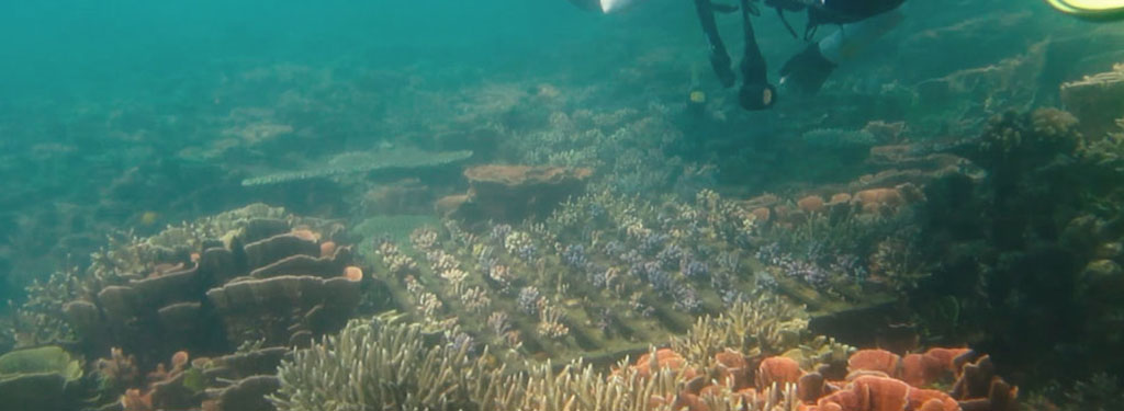 FPIK Students and Japanese Students Repair Coral Reefs in Karimunjawa